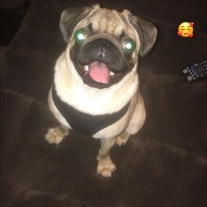 Meet your Posher, David